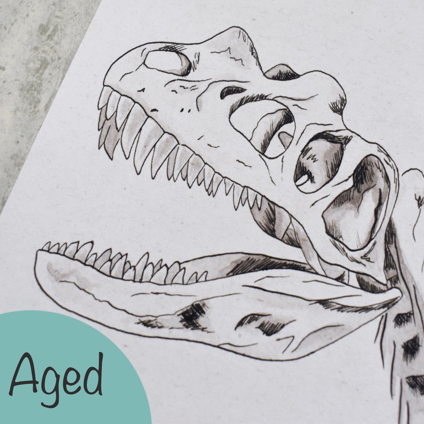 Detailed black and white drawing of a dinosaur skull on a textured surface - aged