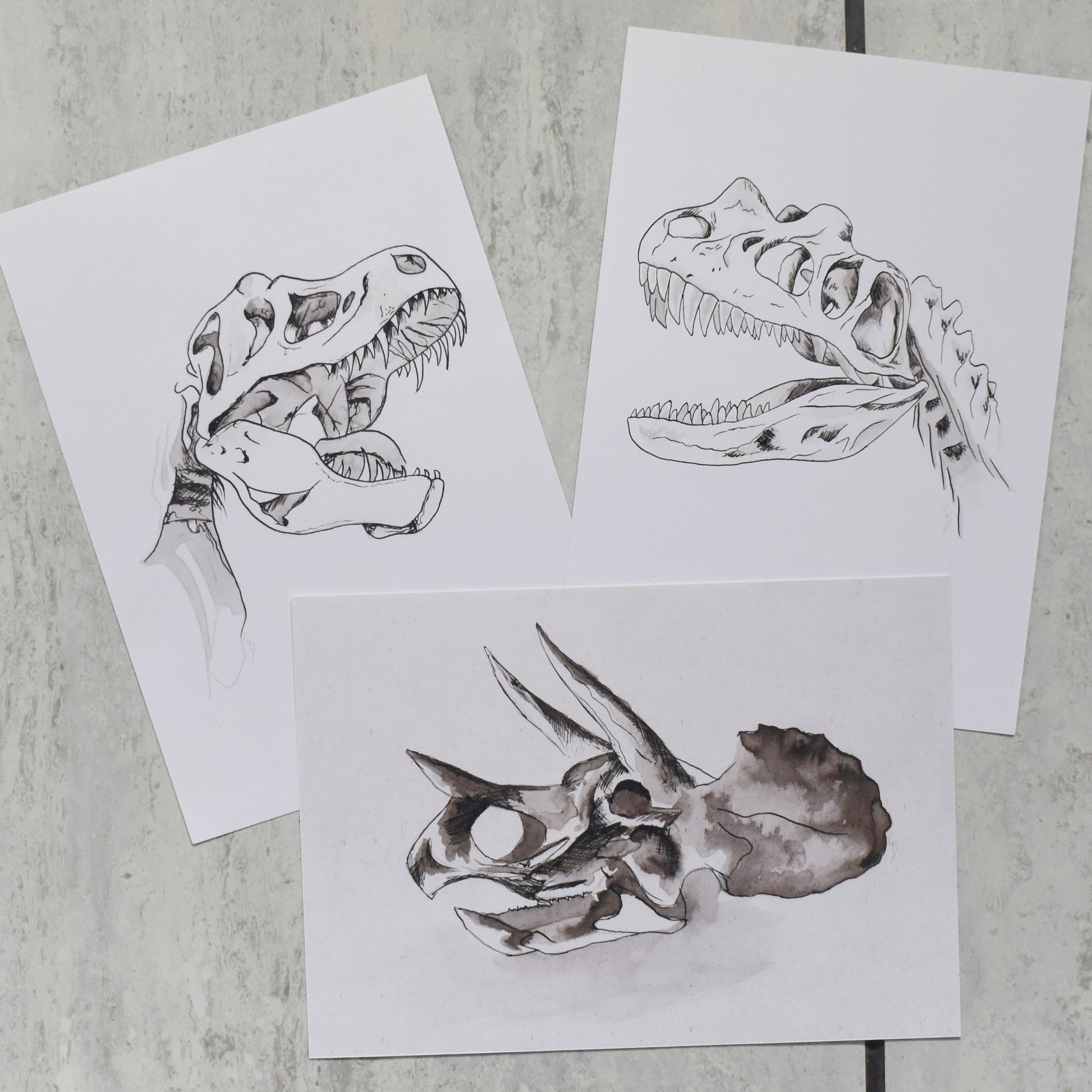 Three black and white illustrations of dinosaur skulls on a textured surface.