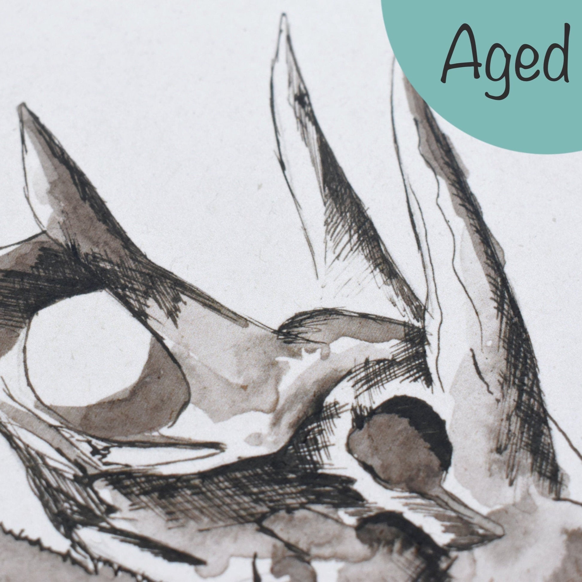print of triceratops - aged